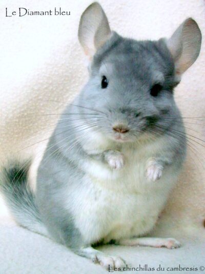 Chinchillas
