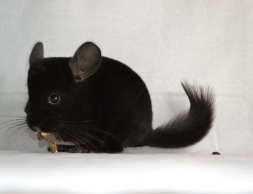 Ebony homozygote – HH125CP